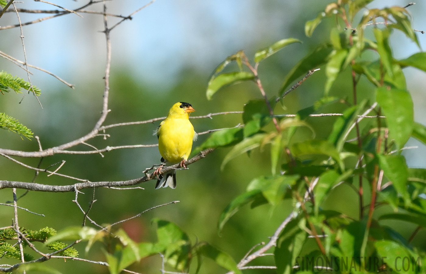 Spinus tristis tristis [400 mm, 1/3200 sec at f / 8.0, ISO 1600]